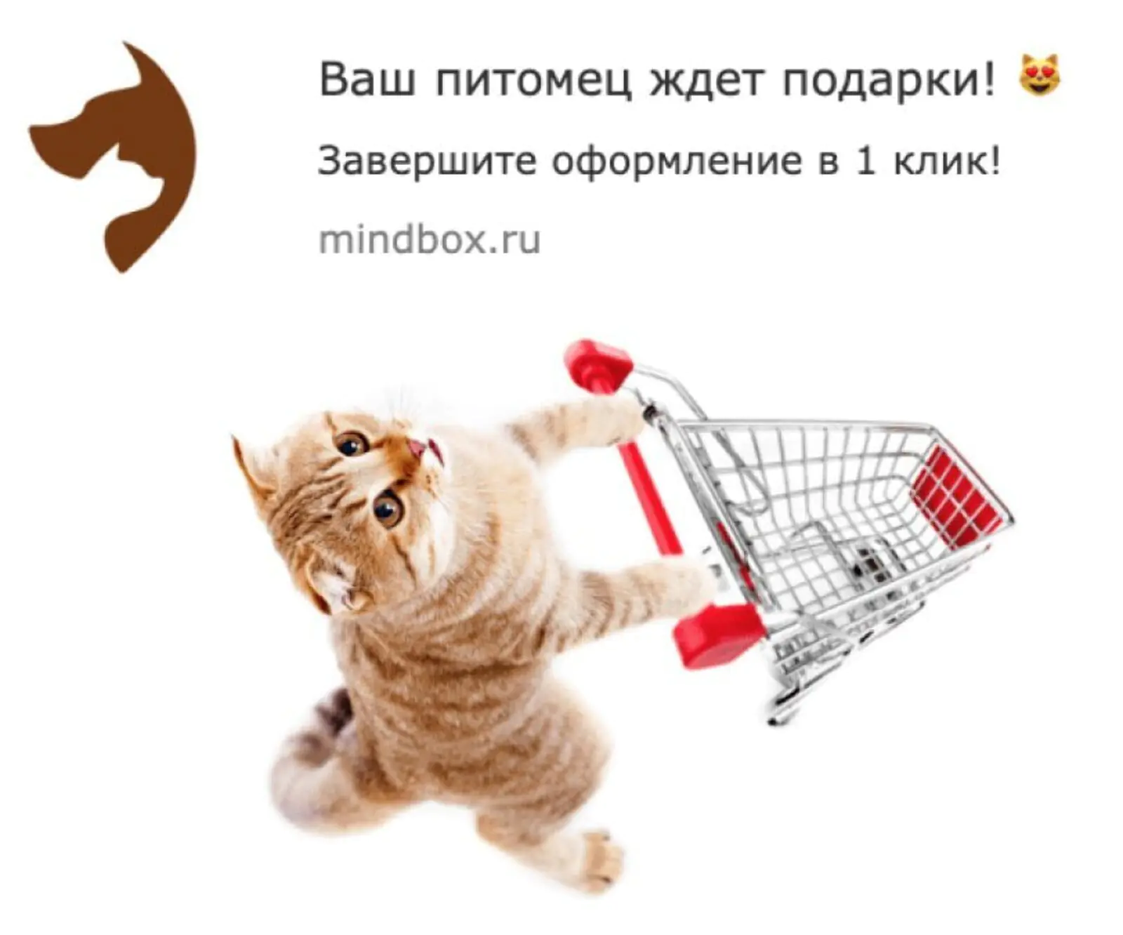 Картинка «Кошачий» вебпуш