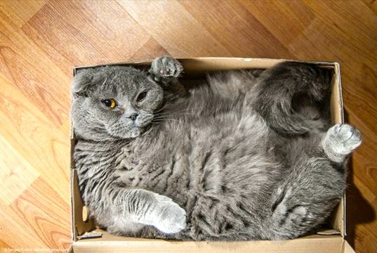 Pussy In A Box