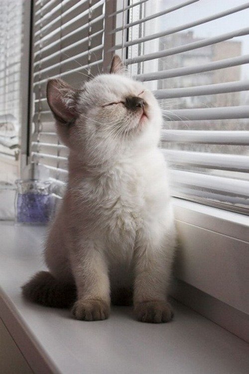 Котик Котик