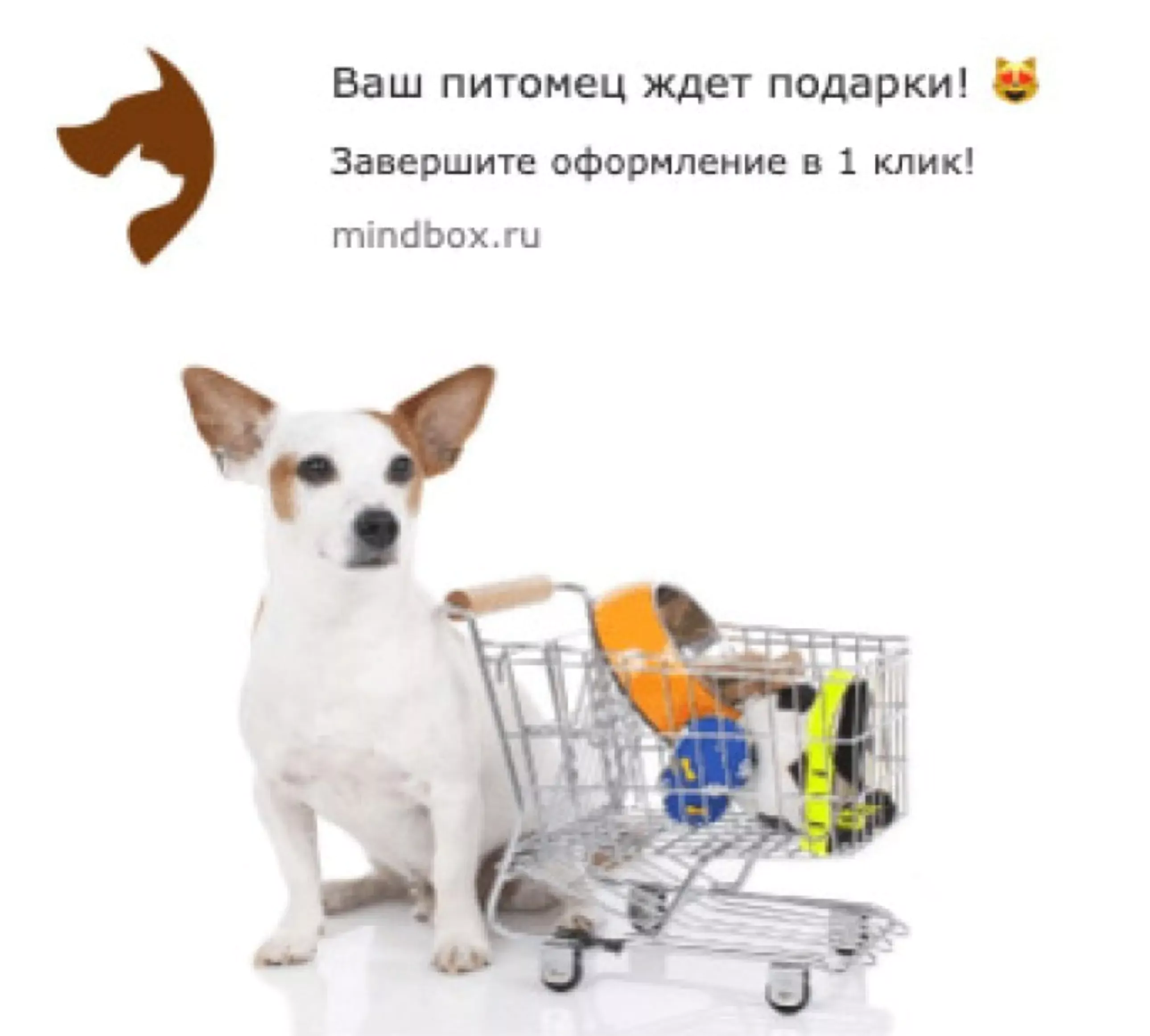 «Собачий» вебпуш